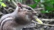 A chipmunk stuffs a french fry into his face - literally
