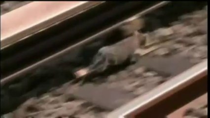 Deux chats bloquent le métro new-yorkais