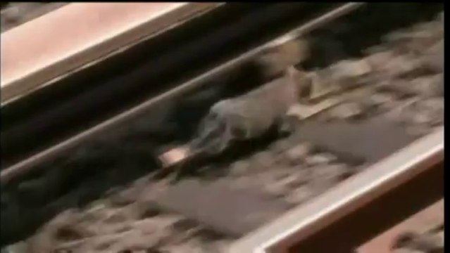 Deux chats bloquent le métro new-yorkais