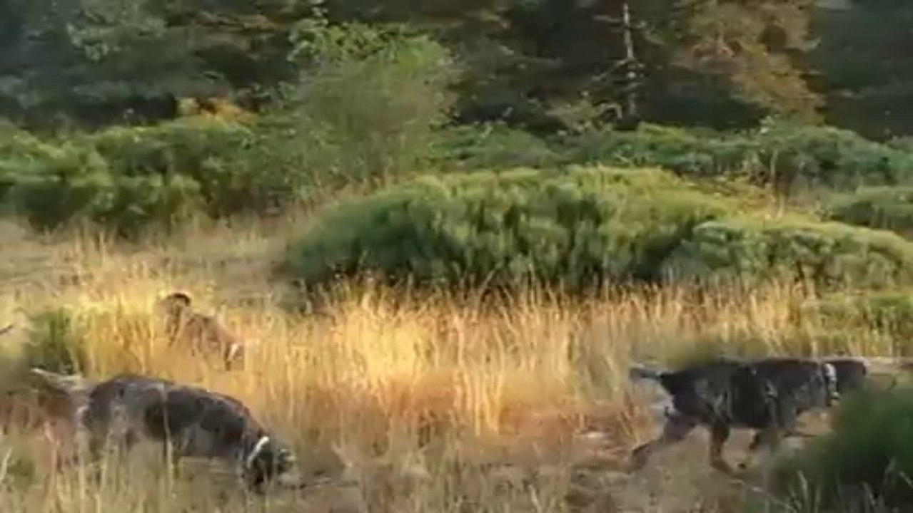 entrainement le 31 08 2013 jeunes+ ardente et aramis