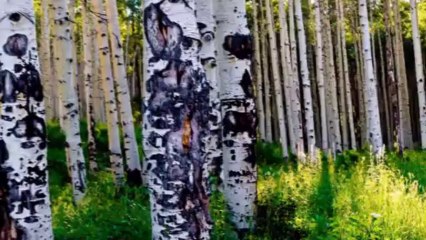 "Афганский Вальс"  Сергей Ильёв