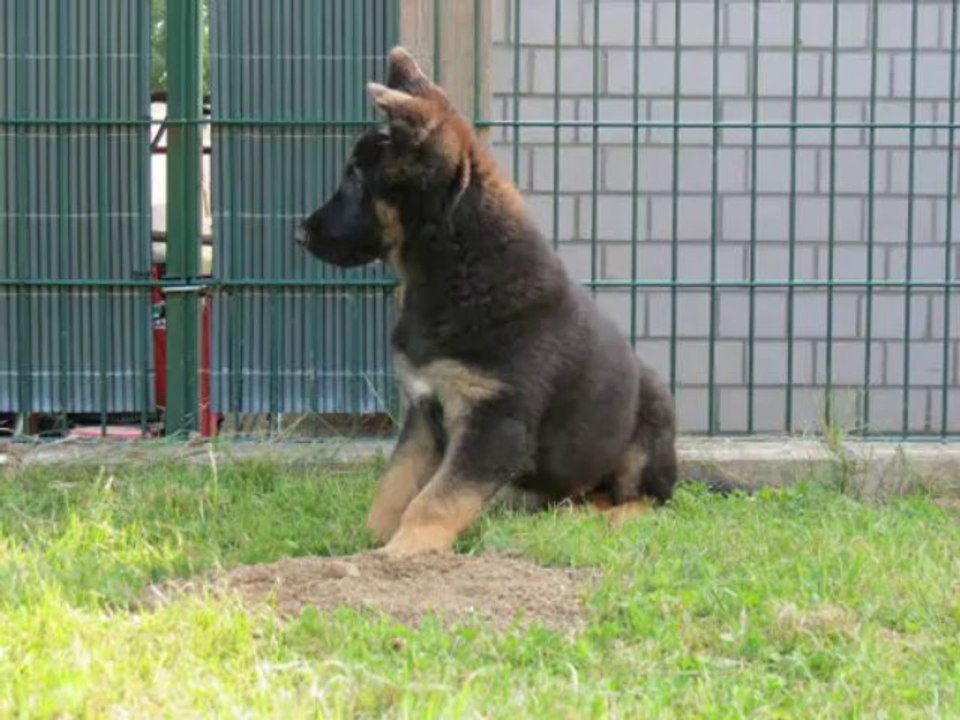 Ares, von der 8.-15. Woche