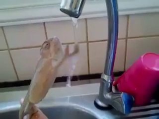 Un lézard prend son bain