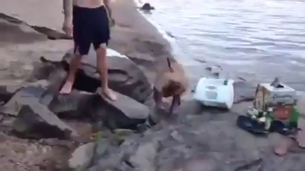 Un chien pris de panique en voyant son maître dans l'eau