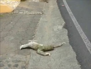 Un paresseux traverse la route... lentement ...