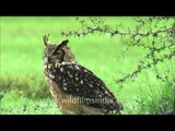 Eurasian Eagle Owl in Rajasthan