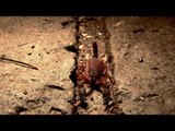 Scorpion walking along a crack in the road