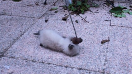 LILY CATGIRL CUTEST FUNNY KITTEN PLAYING EVER