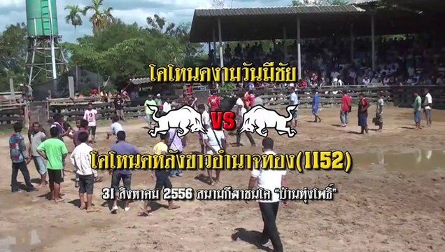 2556083107 สนามทุ่งโพธิ์ โคโหนดงามวันมีชัย ชนกับ โคโหนดหลังขาวอำนาจทอง(1152)