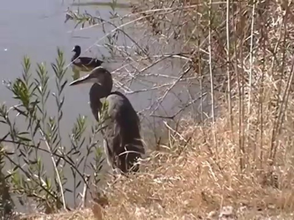 Shore Birds in the Desert