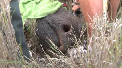 Rhinos in Kenya transported to new home