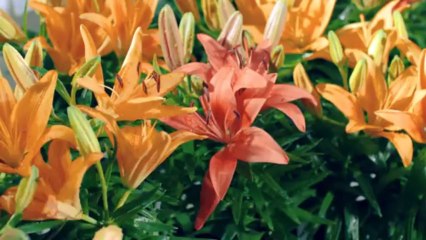 Công ty sản xuất tvc quảng cáo