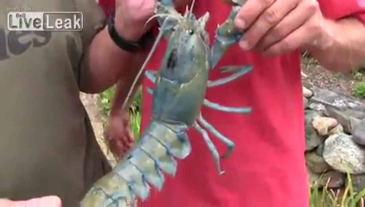 La pêche d'un homard extraordinaire en couleur Bleu !