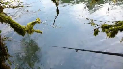 Truite 50 Loue 2013.avi