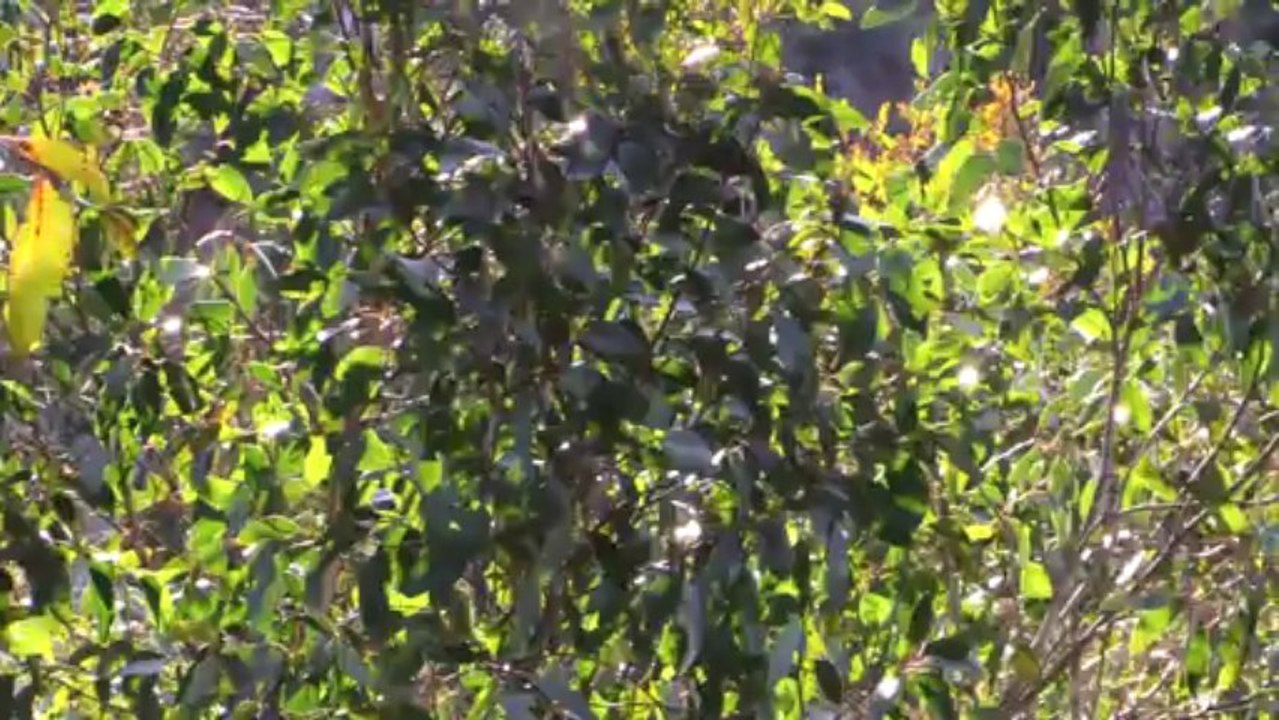 Grampians National Park - Bushwalk, Venus Baths and Pinnacle