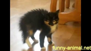 Funny Cat collection 01 滑稽猫类视频合集01