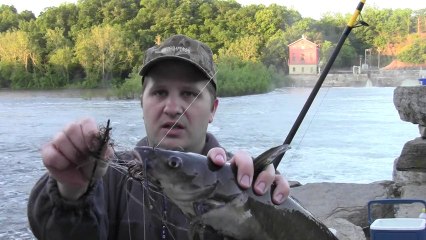 Catfish Catch at Potomac Dam 5