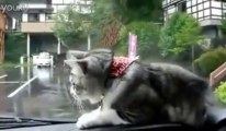 Cat turns crazy when he see the wiper! Awesome!