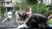 Minou et essuie glace - Le chat devient fou au passage de l'essuie-glace!