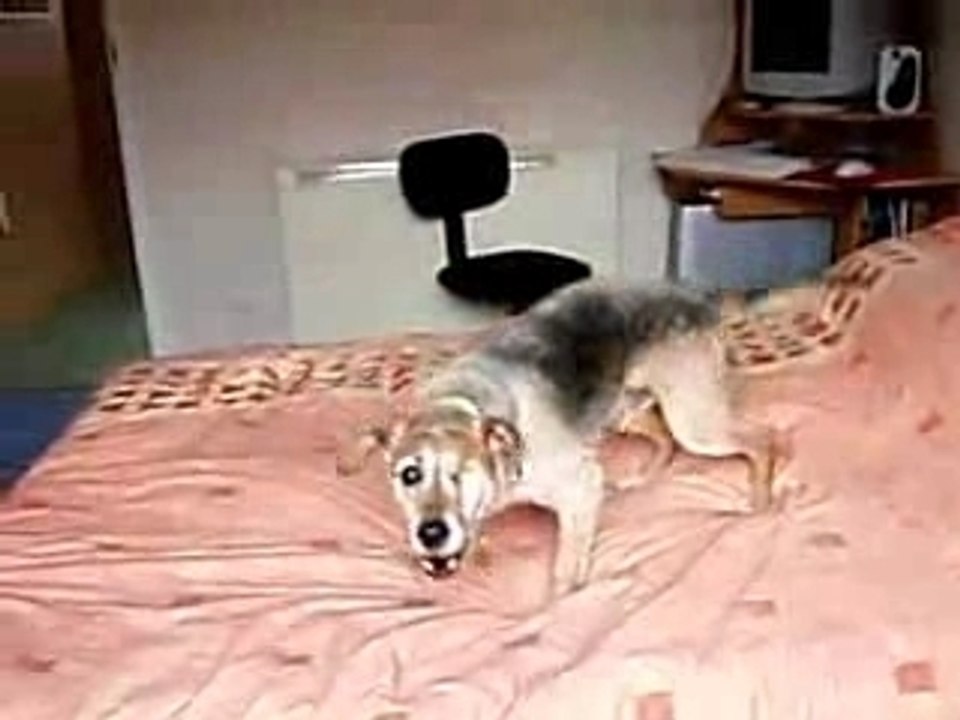 CHIEN FOU