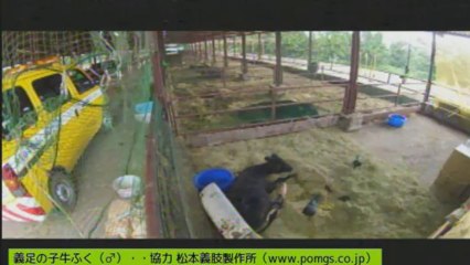 2013-08-29 18-00　ふくちゃんとカラス