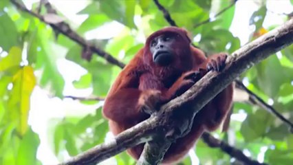SNAKE EATS HOWLER MONKEY