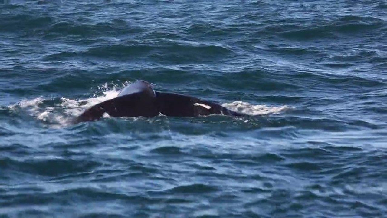 Baleine