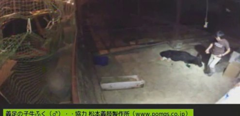 20130831 深夜のふくちゃんと針パパ