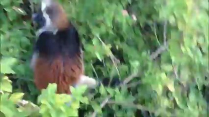 10 Dakikada Tanzania