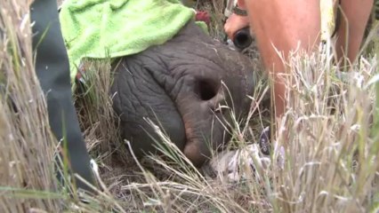 Le Kenya déplace des rhinocéros noirs pour leur sauvegarde