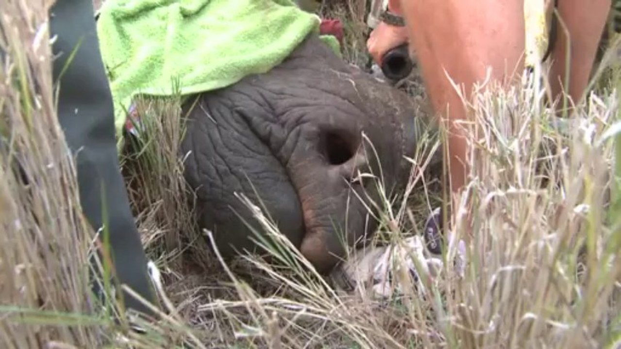 Le Kenya déplace des rhinocéros noirs pour leur sauvegarde