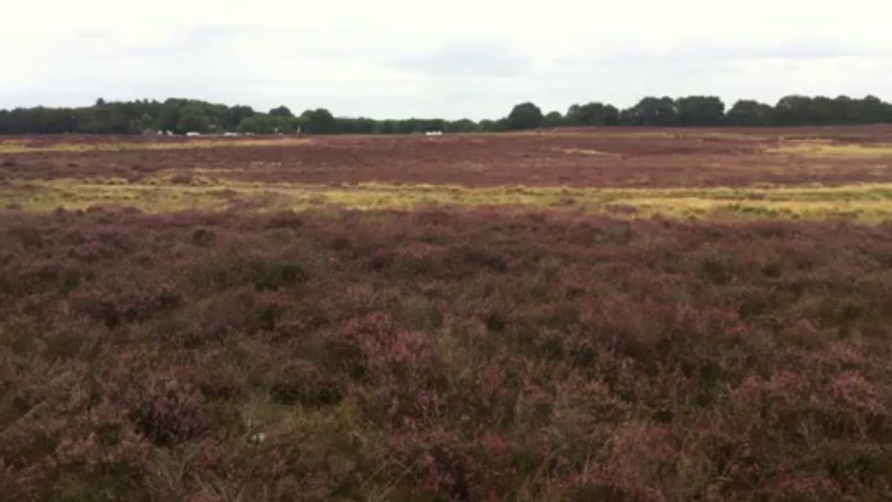 Heathlands, Netherlands, Ede area