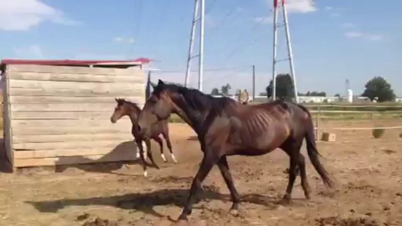 Diamant of adenauer pouliche par Adenauer GP dressage à vendre