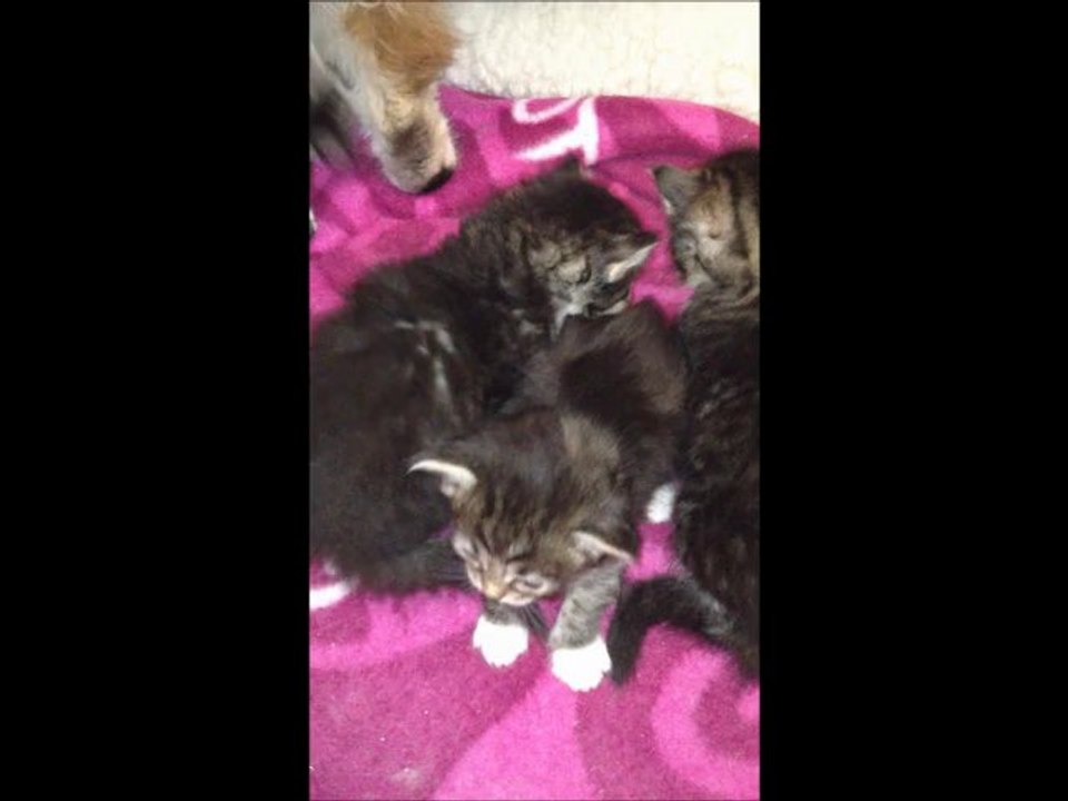 chatons siberiens