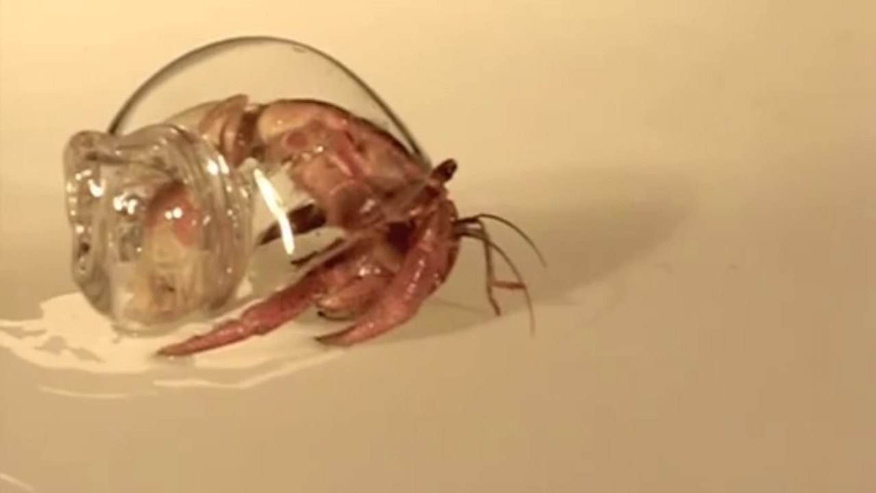Hermit Crab in Glass Shell
