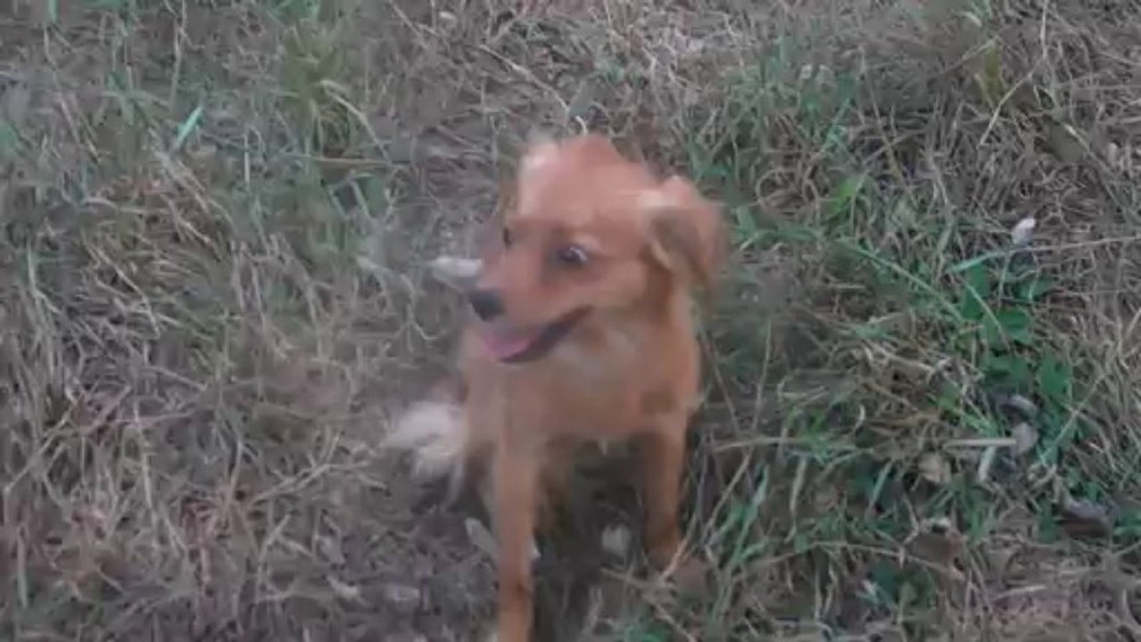 TOOTSY