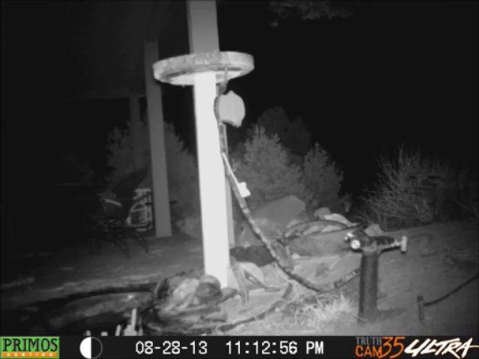 Bear Bath 8/28/13