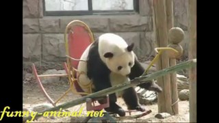 Panda on rocking chair funny 熊猫逗笑的动作