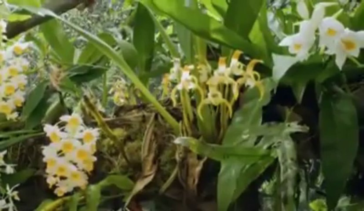 Biri Tesadüf mü Dedi