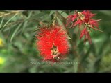 Bottle-brush flowers on tree