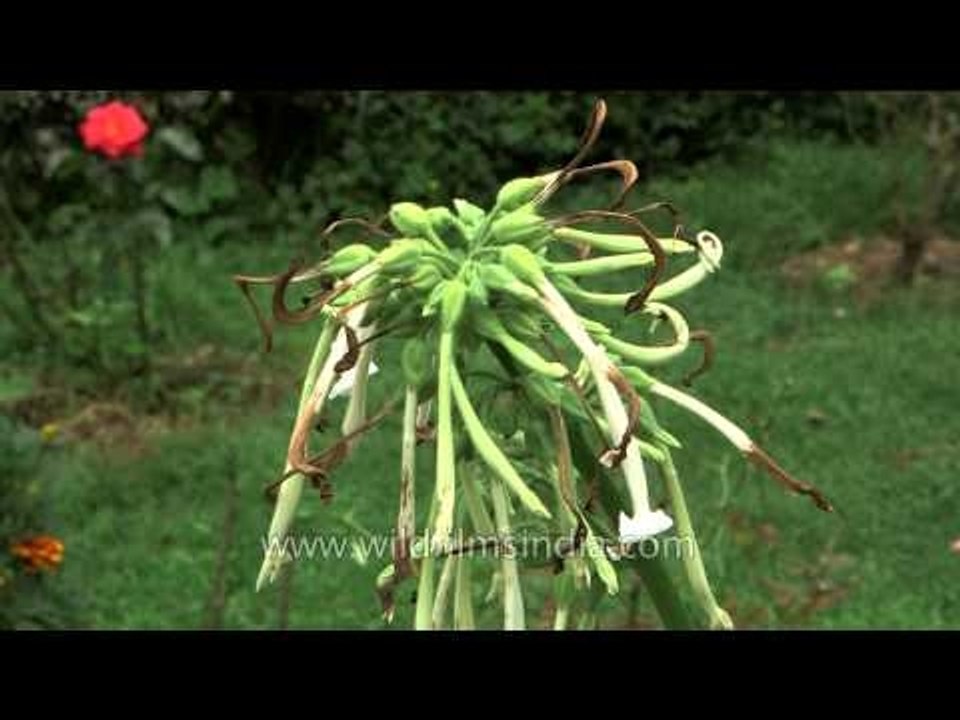 Prabuddha Bharata or Awakened India office in Advaita Ashram