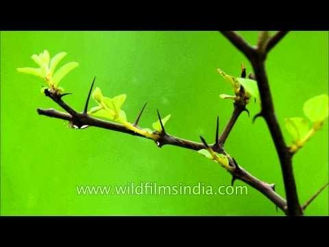 Fresh droplets of rain: Sonkhaliya in Rajasthan