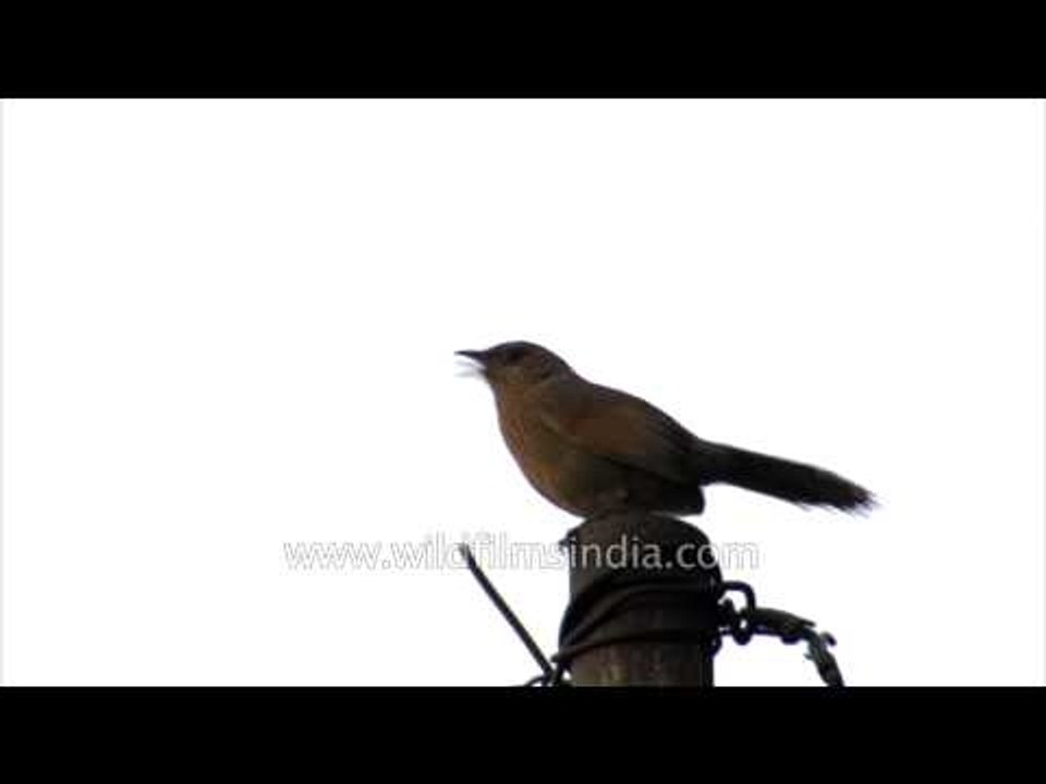 Hear the call of a panicked Streaked Laughing Thrush