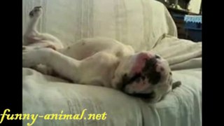 Dog snoring loud and dreaming 这狗狗的美梦, 不是一般的骨肉飘香!
