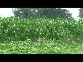 Between Jowar and Mung beans: Florican nests
