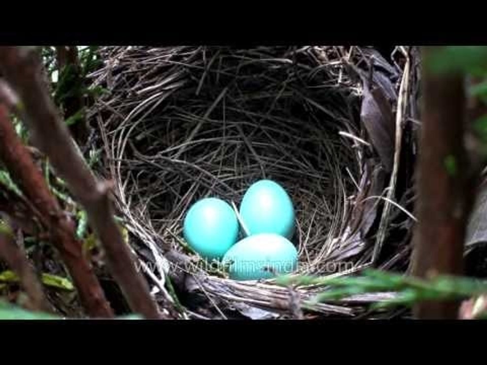 Turquoise blue eggs in nest of Streaked Laughing Thrush