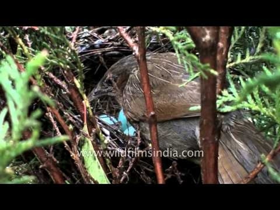 Laughing Thrush incubates turquoise blue eggs in nest