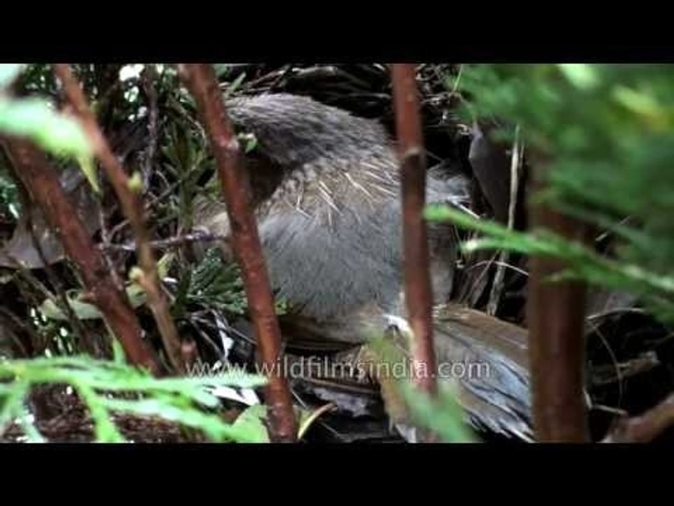 Intimate nesting footage of the Streaked Laughing Thrush