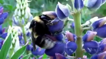 Rabbin bal arısına vahyetti!