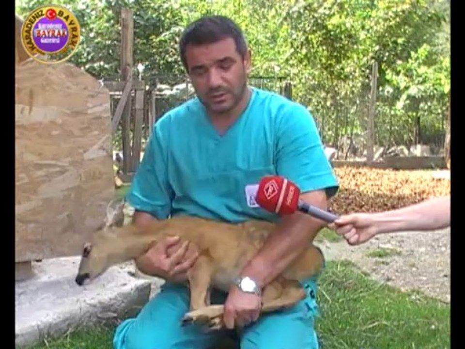 ORDU KARACA YAVRULARI